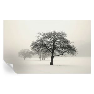 Papel de parede adesivo árvores de inverno 416x254 tulup