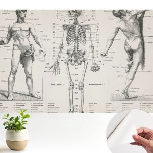 Papel de parede adesivo anatomia clássica 250x250 tulup