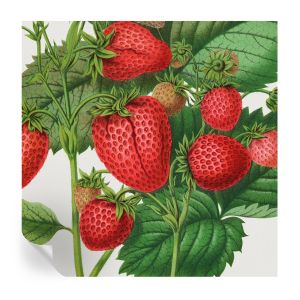 Papel de parede autocolante frutas de verão 250x250 tulup