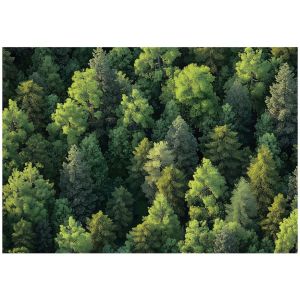 Papel de parede natureza floresta 300x210 não tecido fotomural para quarto