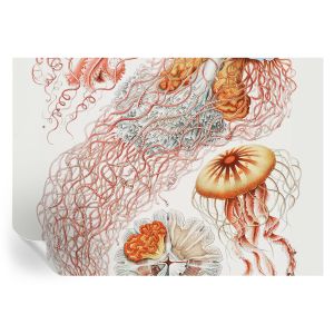 Papel de parede autocolante água-viva sofisticada 208x146 tulup