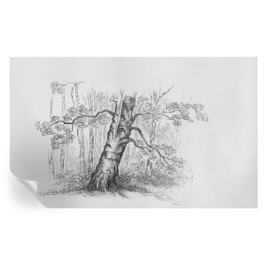 Papel de parede adesivo árvore da floresta 416x254 tulup
