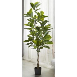 Planta ficus, com 170 cm de altura.