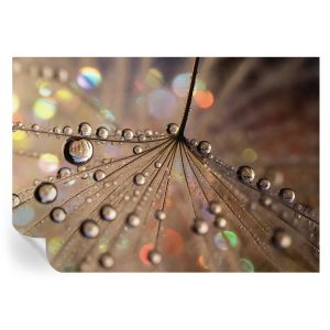 Papel de parede adesivo gotas de pérola 208x146 tulup