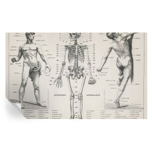 Papel de parede adesivo anatomia clássica 416x254 tulup