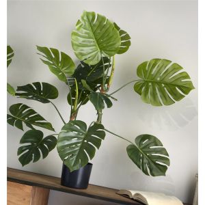 Planta filo dividida 110 cm. 110 cm