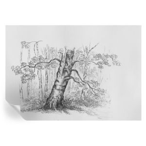 Papel de parede adesivo árvore da floresta 208x146 tulup