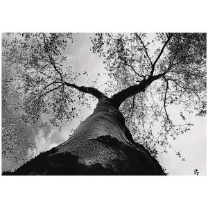 Papel de parede floresta preto e branco 400x280 fotomurais sala de estar