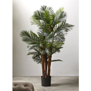 Planta kentia 156 cm. 156 cm