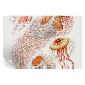 Papel de parede autocolante água-viva sofisticada 104x152 tulup