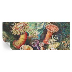 Papel de parede adesivo anêmonas sofisticadas 250x104 tulup