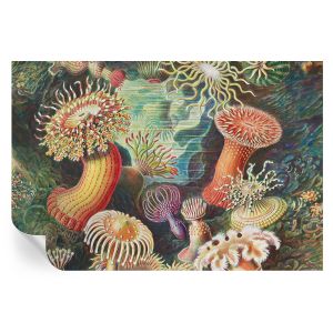 Papel de parede adesivo anêmonas sofisticadas 104x152 tulup