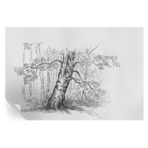 Papel de parede adesivo árvore da floresta 104x152 tulup